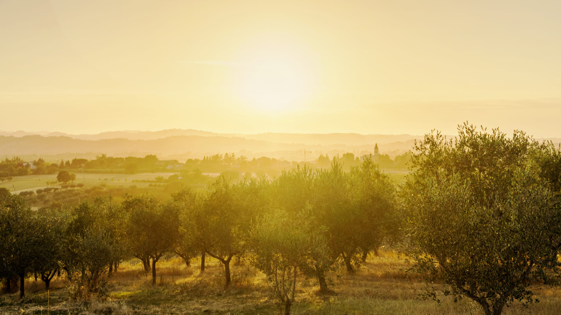 オリーブオイルの科学